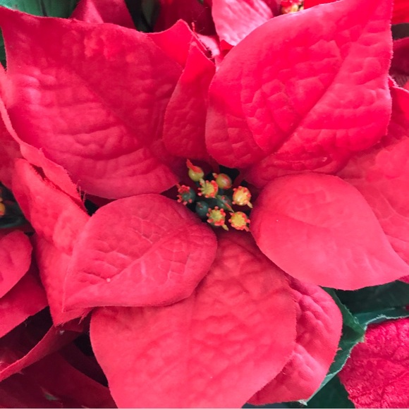 Red silk poinsettia foliage for indoor or outdoor holiday decoration - Picture 3 of 13